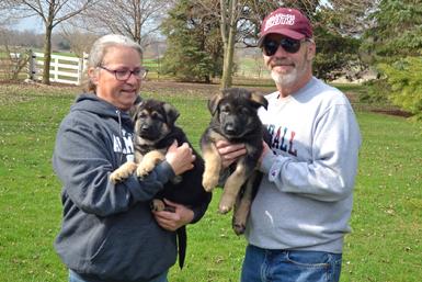 German Shepherd puppies for sale at Cher Car Kennels