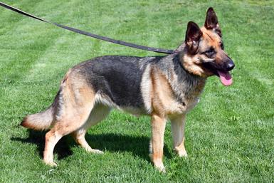 German Shepherd CH "Penny" at Cher Car Kennels
