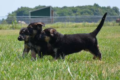 German Shepherd puppies for sale at Cher Car Kennels