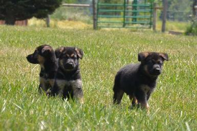 German Shepherd puppies for sale at Cher Car Kennels