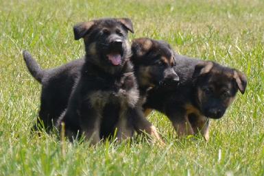 German Shepherd puppies for sale at Cher Car Kennels