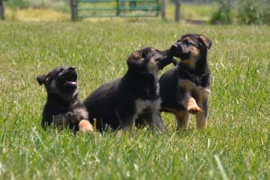 German Shepherd puppies for sale at Cher Car Kennels