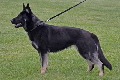 German Shepherds from Cher Car Kennels