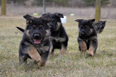 German Shepherd puppies for sale at Cher Car Kennels