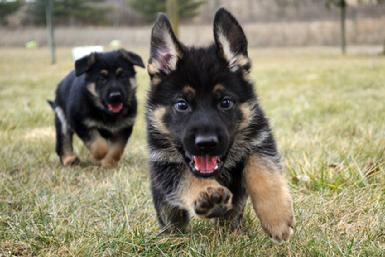 German Shepherd puppies for sale at Cher Car Kennels
