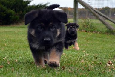 German Shepherd puppies for sale at Cher Car Kennels