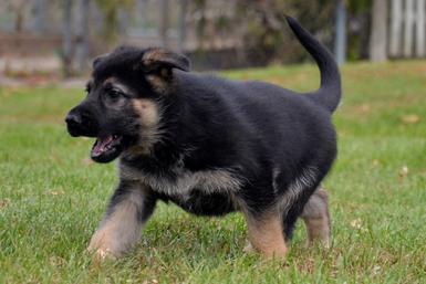 German Shepherd puppies for sale at Cher Car Kennels