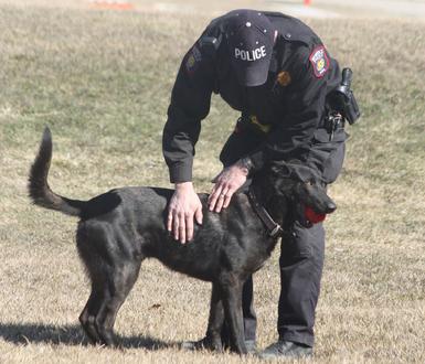 Police Dog training at Cher Car Kennels