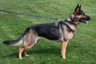 German Shepherd puppies for sale at Cher Car Kennels