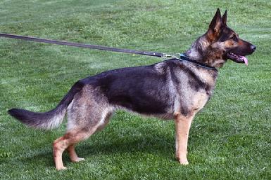 German Shepherd puppies for sale at Cher Car Kennels