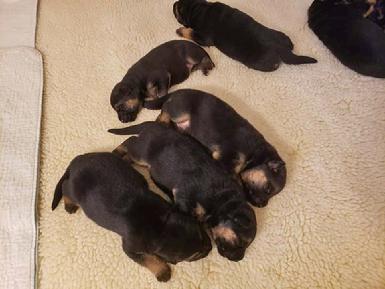 German Shepherd puppies for sale at Cher Car Kennels