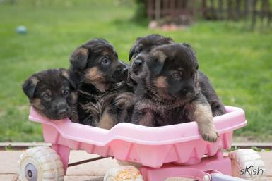 German Shepherd puppies for sale at Cher Car Kennels