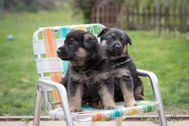 German Shepherd puppies for sale at Cher Car Kennels