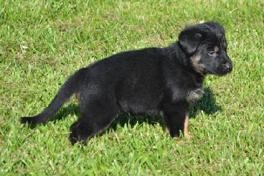 German Shepherd puppies for sale at Cher Car Kennels