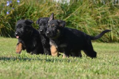 German Shepherd puppies for sale at Cher Car Kennels