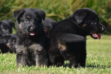 German Shepherd puppies for sale at Cher Car Kennels