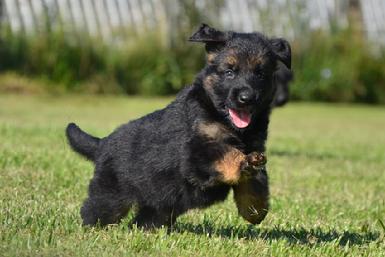 German Shepherd puppies for sale at Cher Car Kennels