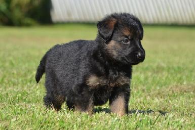 German Shepherd puppies for sale at Cher Car Kennels