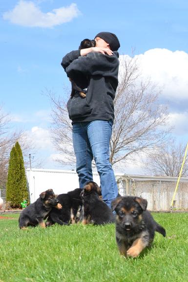 German Shepherd puppies for sale at Cher Car Kennels