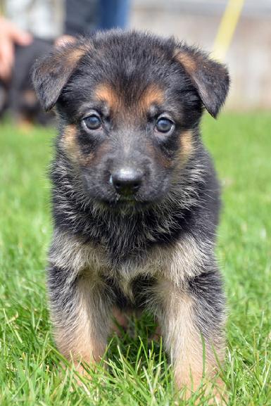German Shepherd puppies for sale at Cher Car Kennels