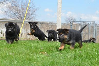 German Shepherd puppies for sale at Cher Car Kennels