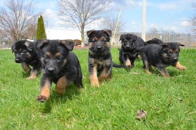 German Shepherd puppies for sale at Cher Car Kennels
