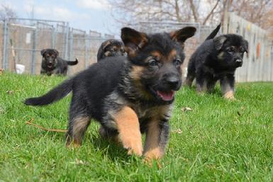 German Shepherd puppies for sale at Cher Car Kennels