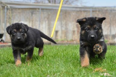 German Shepherd puppies for sale at Cher Car Kennels