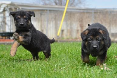 German Shepherd puppies for sale at Cher Car Kennels
