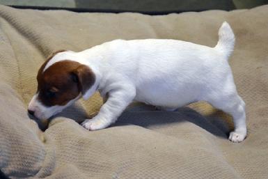 Parson Jack Russell Terrier puppies for sale at Cher Car Kennels