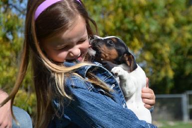 Parson Jack Russel Terrier puppies for sale at Cher Car Kennels