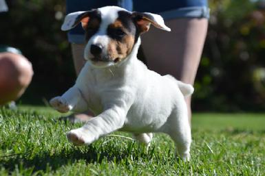 Parson Jack Russel Terrier puppies for sale at Cher Car Kennels