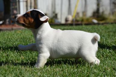 Parson Jack Russel Terrier puppies for sale at Cher Car Kennels