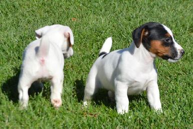 Parson Jack Russel Terrier puppies for sale at Cher Car Kennels