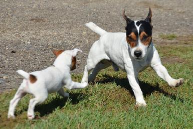 Parson Jack Russel Terrier puppies for sale at Cher Car Kennels