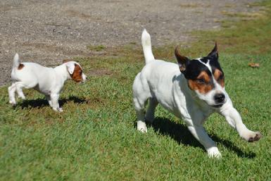 Parson Jack Russel Terrier puppies for sale at Cher Car Kennels