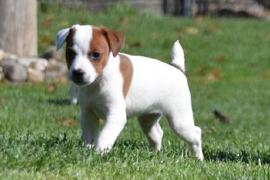 Parson Jack Russel Terrier puppies for sale at Cher Car Kennels