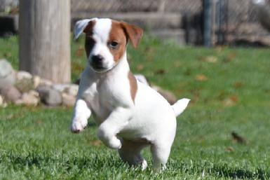 Parson Jack Russel Terrier puppies for sale at Cher Car Kennels