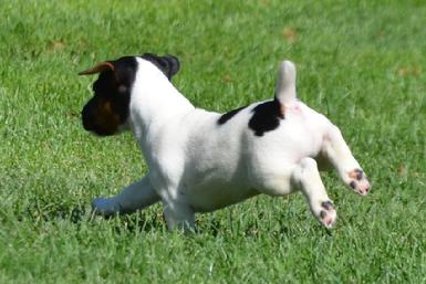 Parson Jack Russel Terrier puppies for sale at Cher Car Kennels