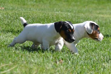 Parson Jack Russel Terrier puppies for sale at Cher Car Kennels
