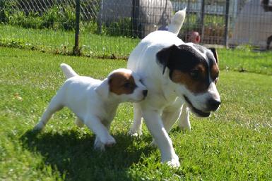 Parson Jack Russel Terrier puppies for sale at Cher Car Kennels