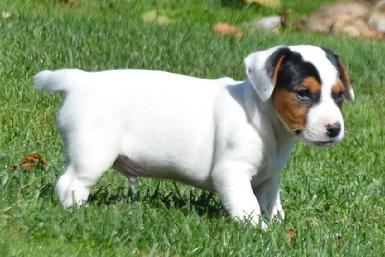 Parson Jack Russel Terrier puppies for sale at Cher Car Kennels