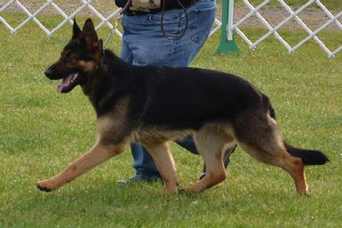 German Shepherd CH "Rumor" at Cher Car Kennels