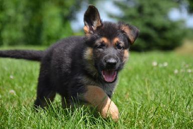 German Shepherd puppies for sale at Cher Car Kennels
