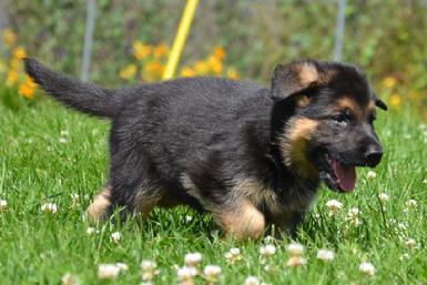 German Shepherd puppies for sale at Cher Car Kennels