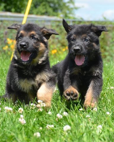 German Shepherd puppies for sale at Cher Car Kennels