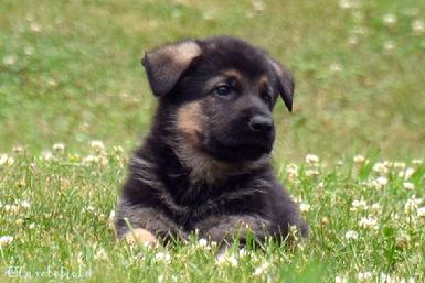 German Shepherd puppies for sale at Cher Car Kennels