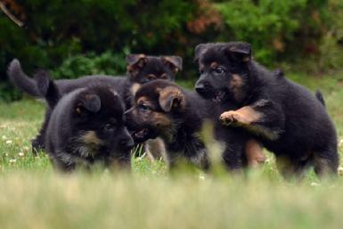German Shepherd puppies for sale at Cher Car Kennels