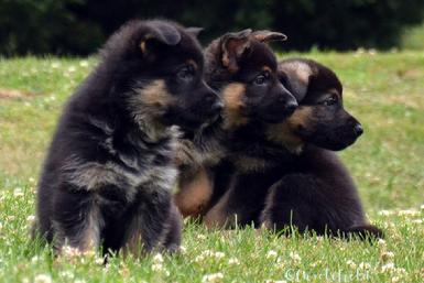 German Shepherd puppies for sale at Cher Car Kennels