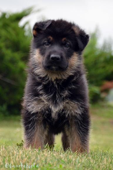 German Shepherd puppies for sale at Cher Car Kennels
